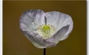 flor